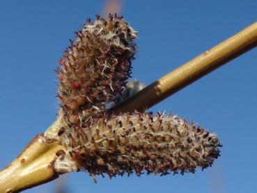 Salix koriyanagi