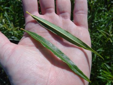 Ober- und Unterseite des Blattes von Salix mollissima var. hippophaefolia