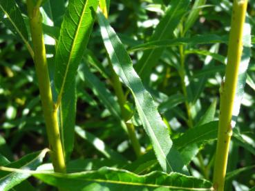 Sommerliche Triebfarbe von Salix mollissima var. hippophaefolia