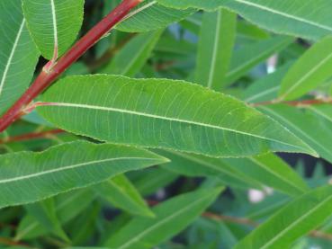 Schönes Laub der Salix sachalinensis Kioryo