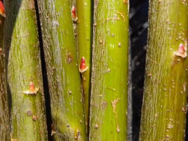 Salix sachalinensis Kioryo: Winterliche Rindenstruktur