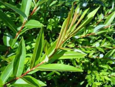 Triebspitze von Salix sachalinensis Kioryo