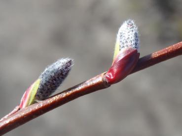 Die Kätzchen der Salix sachalinesis Kioryo bilden sich im März