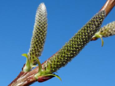 Blüten der Aufrechten Drachenweide im März