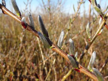 Salix sachalinesis Kioryo im März