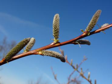 Kätzchen von Salix sachalinesis Kioryo