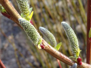 Die lange Kätzchen der Drachenweide Kioryo sind bei Insekten beliebt.