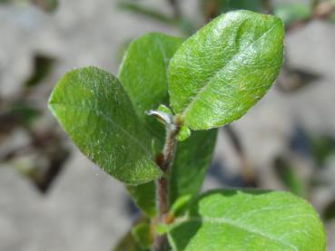 Salix saxatilis