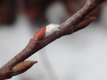 Salix saxatilis