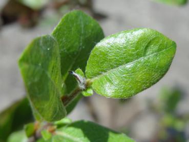 Salix saxatilis