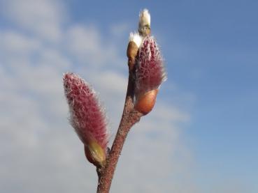 Salix saxatilis