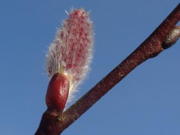 Salix saxatilis