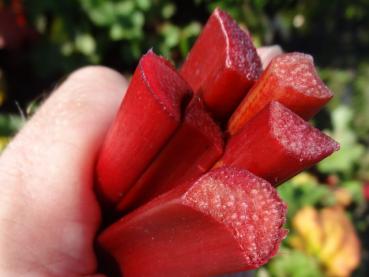 Rhabarbersorte Elmsjuwel, meist mit grünlichen, manchmal auch mit rotem Fleisch