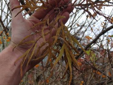 Quercus robur Pectinata