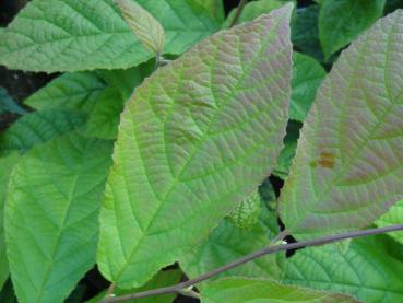 Sommerlaub bei Sinowilsonia henryi