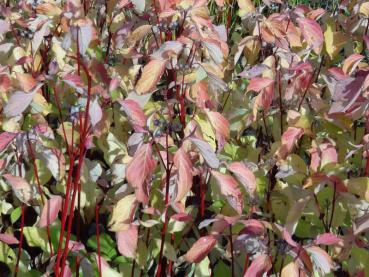 Cornus alba Aurea mit Herbstfärbung