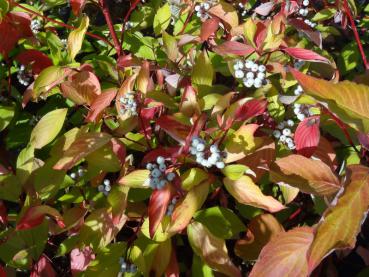 Cornus alba Aurea mit Früchten & beginnender Herbstfärbung