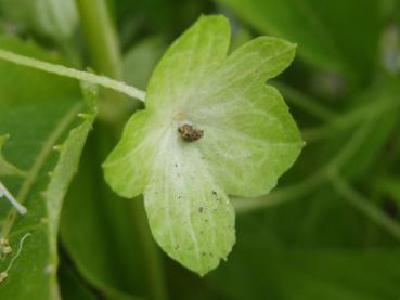 Narrhortensia, Platycrater arguta