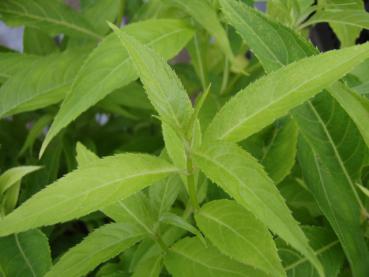 Narrhortensia, Platycrater arguta