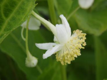 Narrhortensia, Platycrater arguta