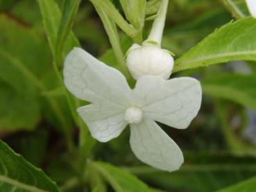 Narrhortensia, Platycrater arguta