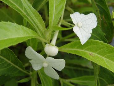 Narrhortensia, Platycrater arguta