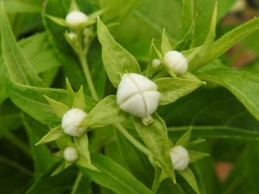 Narrhortensia, Platycrater arguta