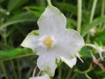 Narrhortensia, Platycrater arguta