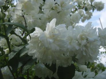 Philadelphus Virginal in Blüte