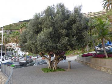 Solitärer Olivenbaum als Zierpflanze auf Madeira
