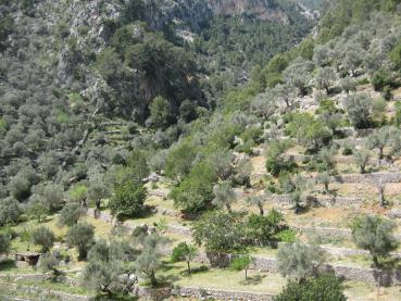 Olivenbäume auf terrassierten Feldern