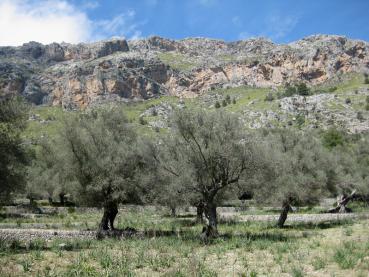 Spanische Olivenbäume - Wuchsform