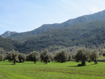Der Olivenbaum in Kultur