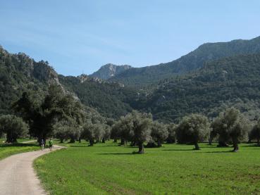 Der Olivenbaum ist eine der ältesten Kulturpflanzen