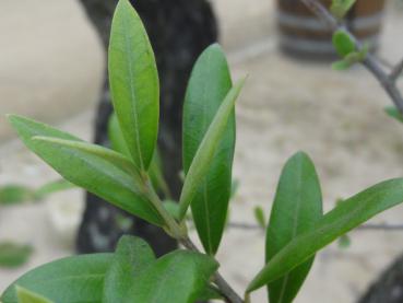 Olivenbäumchen - Blätter
