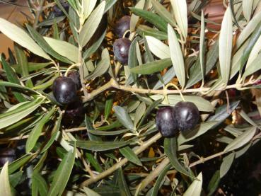 Oliven, die Früchte des Ölbaumes