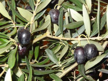 Die Früchte der Olive