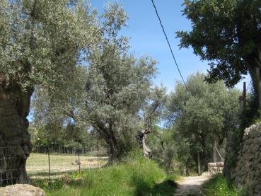 Ein Olivenbaumhain in Spanien