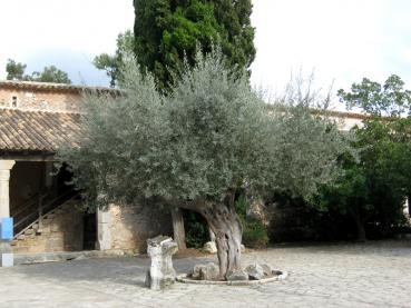 Alter Olivenbaum als Zierpflanze im Kloster De Lluc
