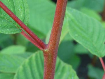 Trieb und Blattansatz von Rhamnus purshiana