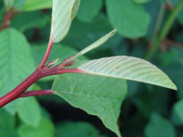 Triebspitze von Rhamnus purshiana