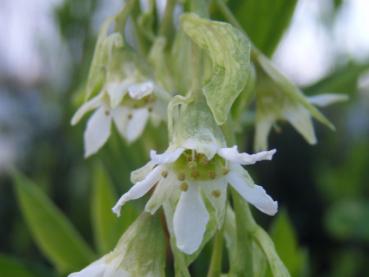 Nahaufnahme der Blüte von Oemleria cerasiformis