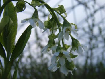 Die bogig hängende Blütentraube der  Oemleria cerasiformis oder Oregon-Pflaume