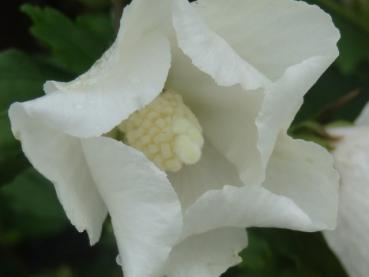 Hibiscus Eleonore: Detail der weißen Blüte