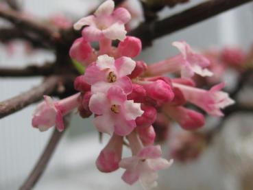 Zeitige weiß-rosa Blüte im Frühjahr beim Winterschneeball Bodnant