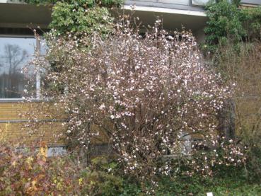 Blühender Strauch von Viburnum bodnantense Dawn im März