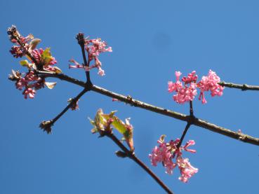 Zarte rosa Blüten im Frühjahr - der Winterschneeball Bodnant