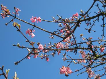 Viburnum bodnantense Dawn hat ein lange Blütezeit - vom Winter bis ins Frühjahr.