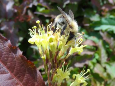 Diervilla splendens zieht Hummeln und Bienen an