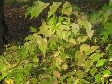 Diervilla sessilifolia, Kantgetris